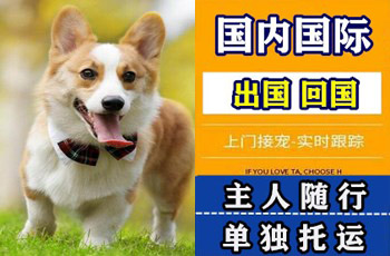 克拉玛依宠物托运公司克拉玛依宠物托运公司克拉玛依宠物托运公司