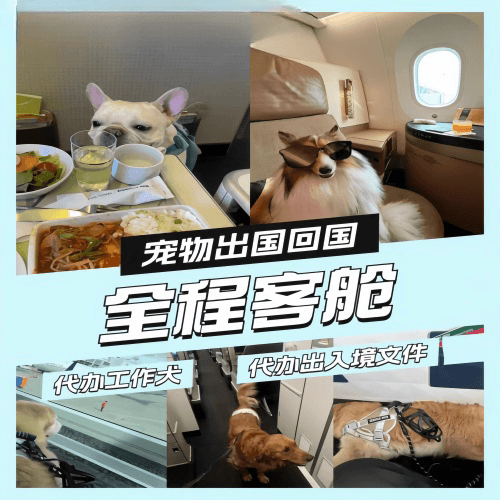 克拉玛依宠物托运到白俄罗斯宠物入境规定和要求
